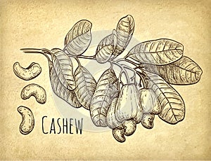 Cashew branch and nuts. photo
