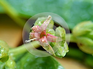 Cashew flower with a natural background