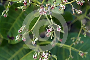 Anacardi fiori, sul un albero 