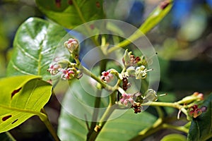 Cashew flowers, Anacardium occidentale, on tree photo