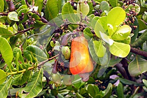 Fruit of the Cashew Tree