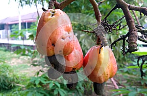 Cashew fruit  Anacardium occidentale  also know as buah gajus