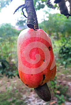 Cashew fruit  Anacardium occidentale  also know as buah gajus photo