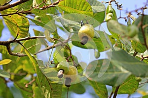 Cashew fruit, anacardium occidentale, hanging on tree, Belize