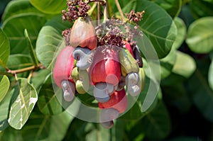 Cashew fruit photo