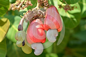 Cashew fruit photo