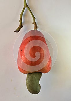 Cashew fruit food  on white background