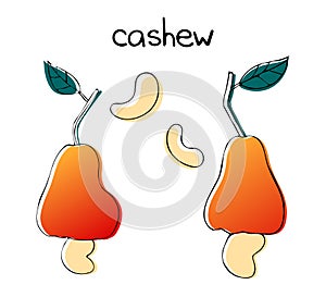 Cashew fruit illustration - apple caju.
