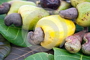 Cashew fruit on leaves