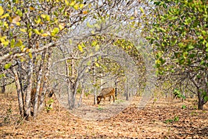 Cashew garden in Tay Nguyen, central highlands of Vietnam. Focus on the cow eating grass on garden