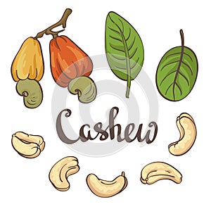 Cashew, kernels and leaves.