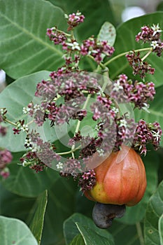 cashew nut and flowers
