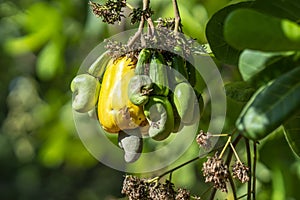 Cashew nut fruit or Anacardium occidentale on tree photo