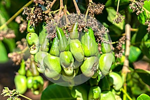 Cashew nut fruit or Anacardium occidentale on tree photo