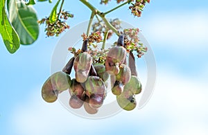 Cashew nut fruit or Anacardium occidentale on tree photo