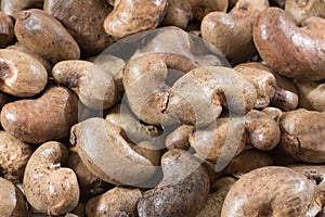 Cashew nut the fruit of memory - Anacardium occidentale photo