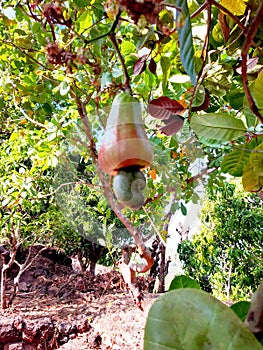 Cashew nut fruit tree kokan mewa Gateway Ratnagiri indian festival season photo