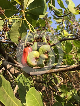Cashew Nut tree with fruit on it