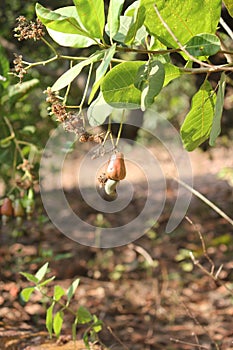 Cashew Nut tree with fruit on it