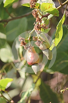 Cashew Nut tree with fruit on it