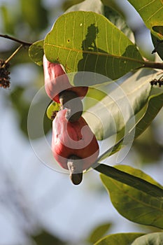 Cashew Nut tree with fruit on it