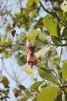 Cashew Nut tree with fruit on it