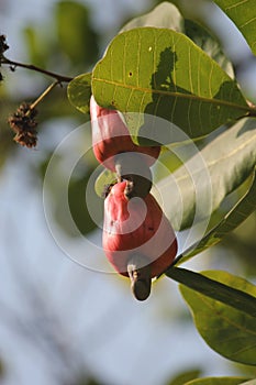 Cashew Nut tree with fruit on it