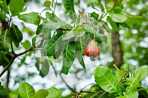Cashew nut tree fruit tropical climate exotic raw fresh sweet