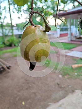 Cashew nut is an immensely popular delicacy in the island too! photo