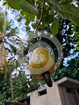 Cashew nut tree, which locals call kaju is quite common in Sri Lanka. photo