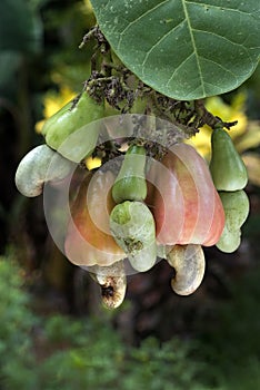 Cashew nuts and apples on plant