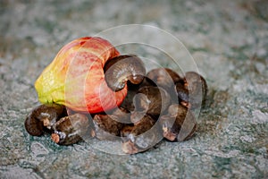 Cashew nuts fruit tropical climate exotic raw fresh sweet red