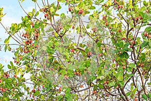 Cashew nuts growing on a tree.