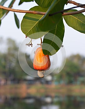 Cashew nuts growing on a tree.
