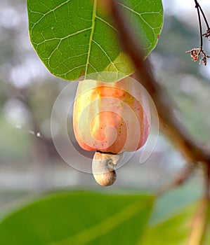 Cashew nuts growing on a tree.