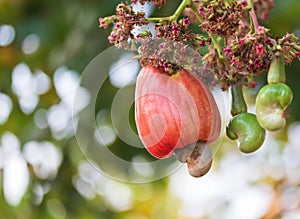 Cashew nuts growing on tree This extraordinary nut grows outside the fruit