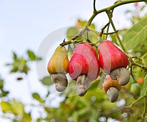 Cashew nuts growing on a tree photo