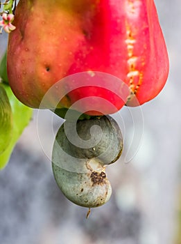 Cashew nuts growing on a tree