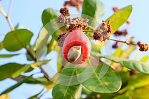 Cashew nuts growing on a tree