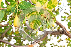 Cashew nuts growing on tree