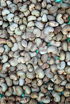 Cashew nuts keep for drying in sunlight