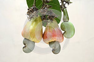 Cashew nuts- two ripened apples with nuts and one tender nut