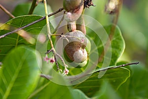 Cashew Plant captured on plant.