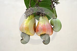 Cashew ripened apples with nuts and tender nut