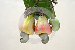 Cashew ripened apples with nuts and tender nut photo