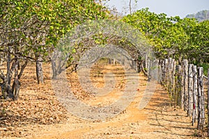 Cashew tree garden with wooden fence in Tay Nguyen, central highlands of Vietnam