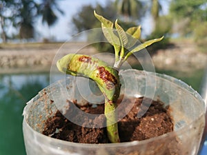 Cashew tree saplings after 3 weeks, seeding on a plastic bottle before transferring to nursery farm.