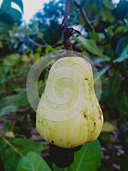 cashewfruit and garden