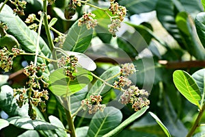 Cashewnut leaf in summer on plant growth