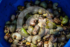 Cashewnut tree Cashew Apple Fruits Agriculture